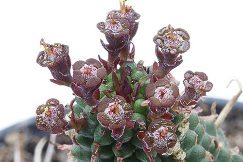 Euphorbia mammilaris img_02974