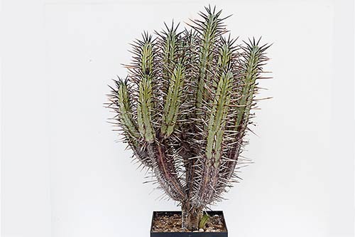 Euphorbia pentagona v. rubra img_01591