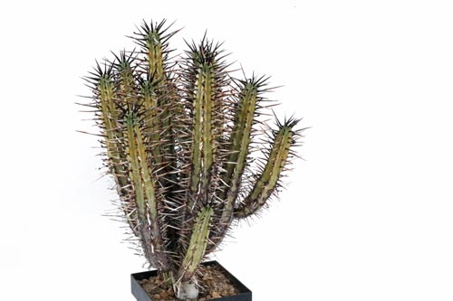 Euphorbia pentagona v. rubra img_06503