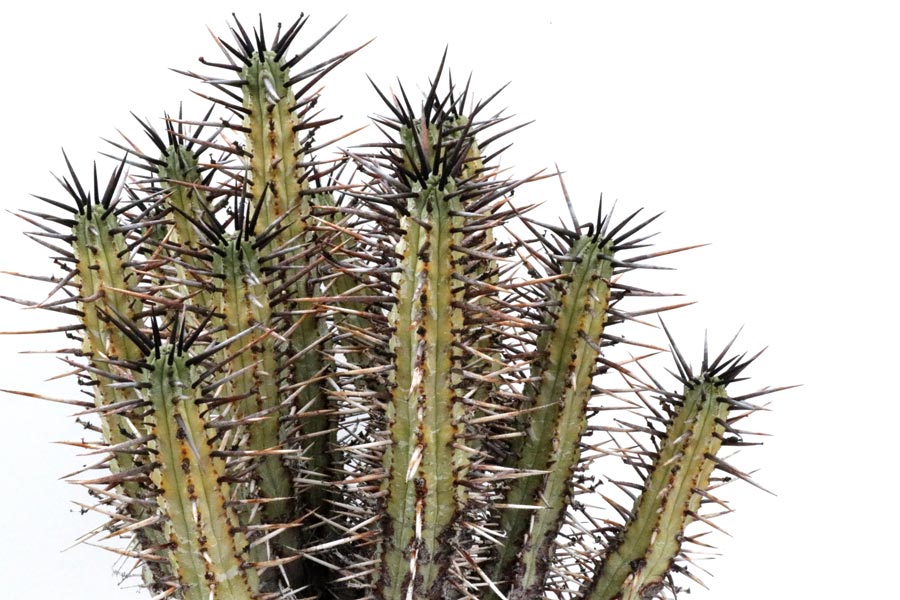 Euphorbia pentagona v. rubra img_06505