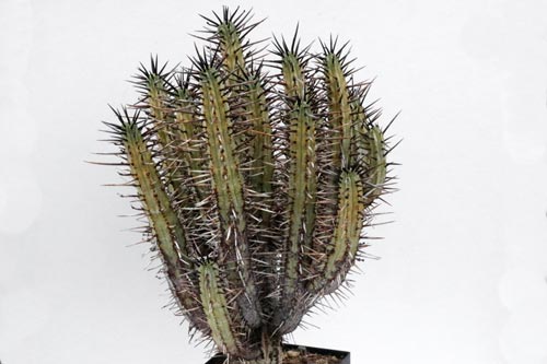 Euphorbia pentagona v. rubra img_06506