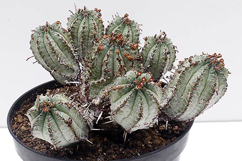 Euphorbia pillansii img_1636