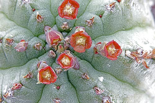 Euphorbia pillansii img_1641