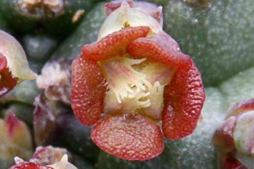 Euphorbia pillansii img_1643