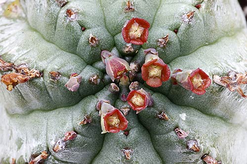 Euphorbia pillansii img_1644