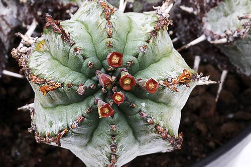 Euphorbia pillansii img_1645