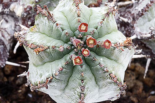 Euphorbia pillansii img_1649