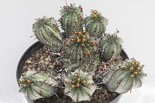 Euphorbia pillansii img_1964