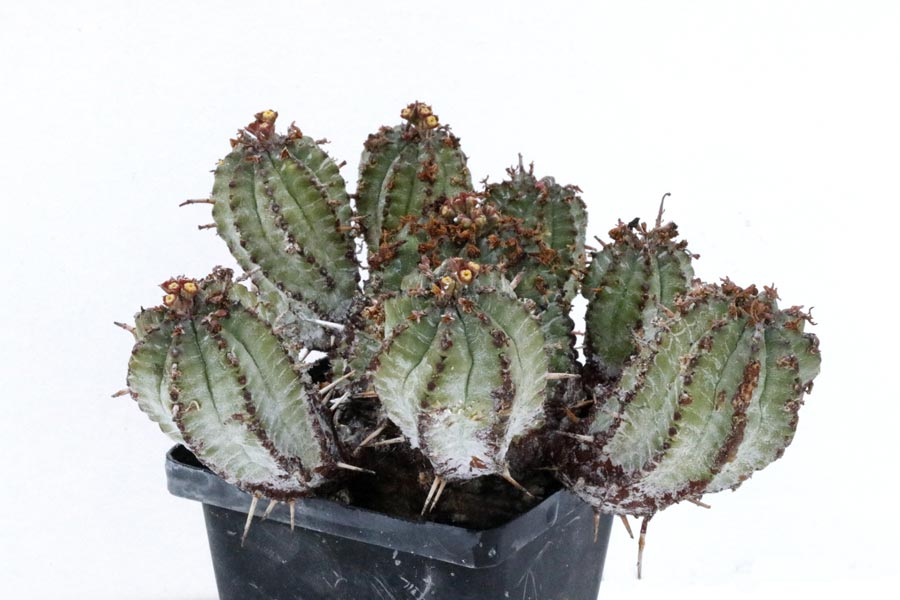 Euphorbia pillansii img_06473