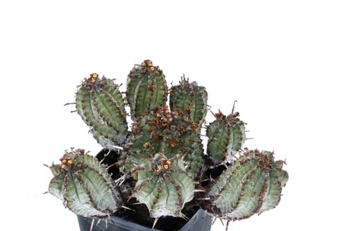 Euphorbia pillansii img_06475