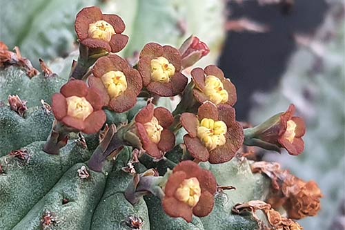 Euphorbia pillansii s114532
