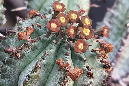 Euphorbia pillansii s114533