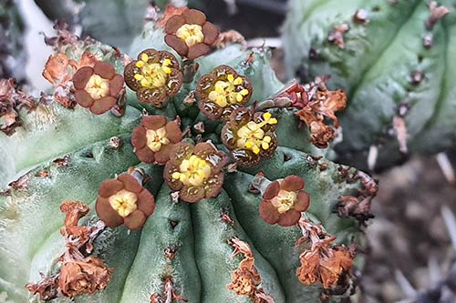 Euphorbia pillansii s170318