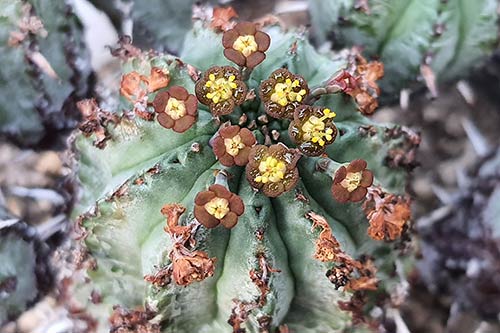 Euphorbia pillansii s170402