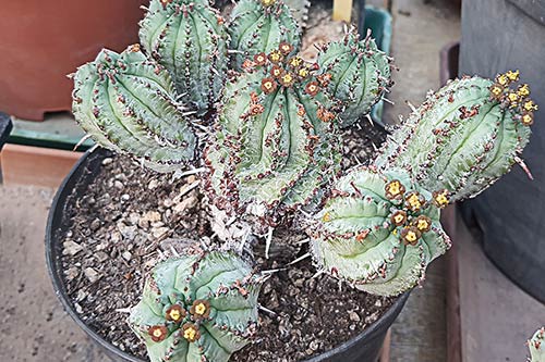 Euphorbia pillansii s170658