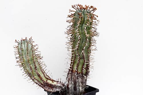 Euphorbia pillansii img_1633