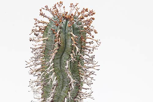 Euphorbia pillansii img_1635