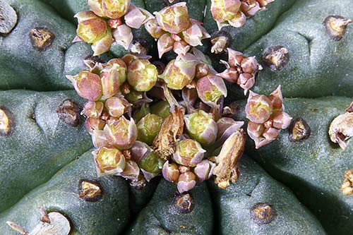 Euphorbia pillansii img_1639