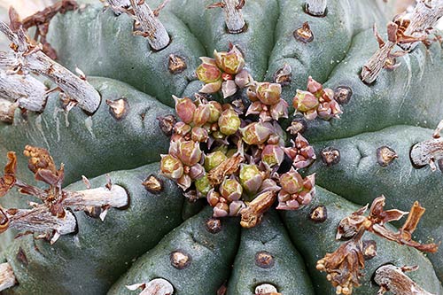 Euphorbia pillansii img_1654