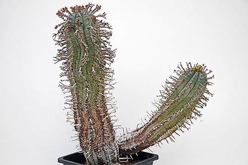 Euphorbia pillansii img_1954