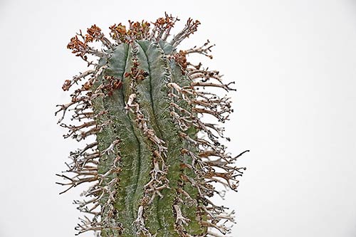 Euphorbia pillansii img_1955