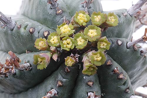 Euphorbia pillansii img_1969