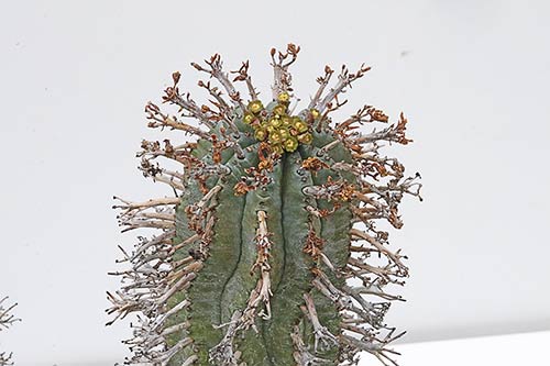 Euphorbia pillansii img_1971