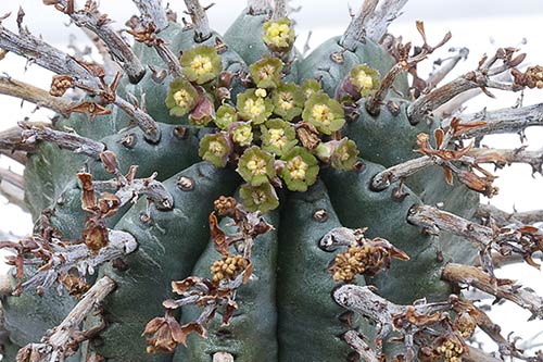 Euphorbia pillansii img_1974