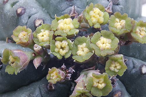 Euphorbia pillansii img_1978