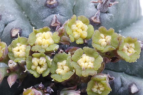 Euphorbia pillansii img_1980