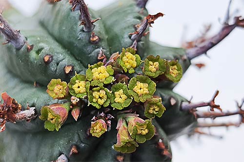 Euphorbia pillansii s162507