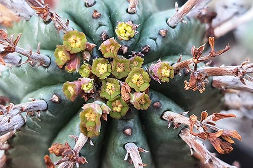 Euphorbia pillansii s170615