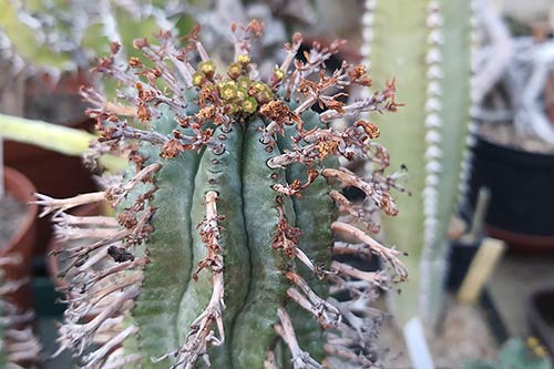 Euphorbia pillansii s170640
