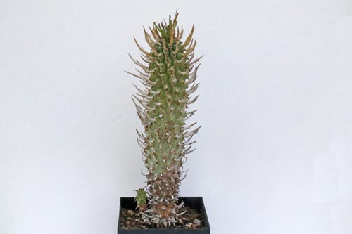 Euphorbia schoenlandii img_06480