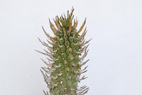 Euphorbia schoenlandii img_06481