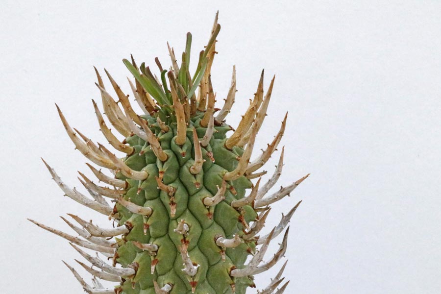 Euphorbia schoenlandii img_06482