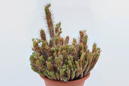 Euphorbia Euphorbia sp1 (submammillaris) 155608