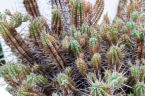 Euphorbia Euphorbia sp1 (submammillaris) 155647