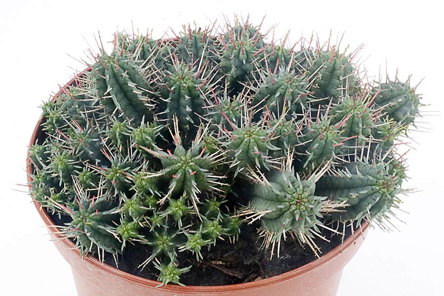 Euphorbia gorgonis img_06308