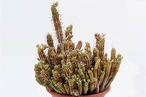 Euphorbia Euphorbia sp1 (submammillaris) img_1546