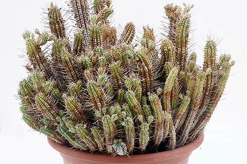 Euphorbia Euphorbia sp1 (submammillaris) img_1547