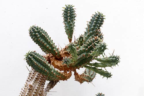 Euphorbia Euphorbia sp3 (mammillaris) img_1551