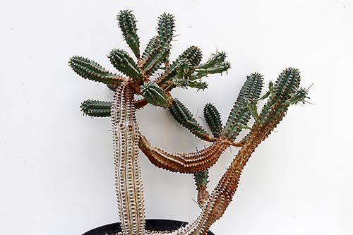 Euphorbia Euphorbia sp3 (mammillaris) img_1555