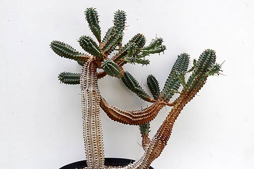 Euphorbia Euphorbia sp3 (mammillaris) img_1558