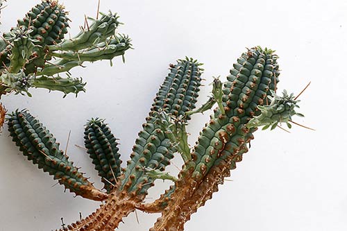Euphorbia Euphorbia sp3 (mammillaris) img_1560