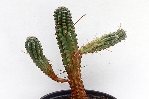 Euphorbia Euphorbia sp3 (mammillaris) img_1581
