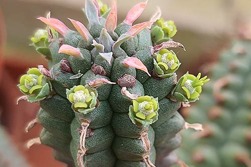 Euphorbia Euphorbia sp3 (mammillaris) s163635
