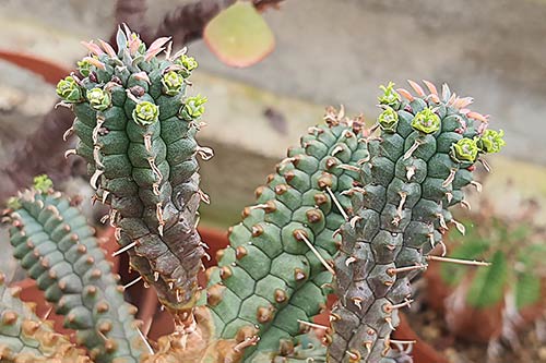 Euphorbia Euphorbia sp3 (mammillaris) s163711
