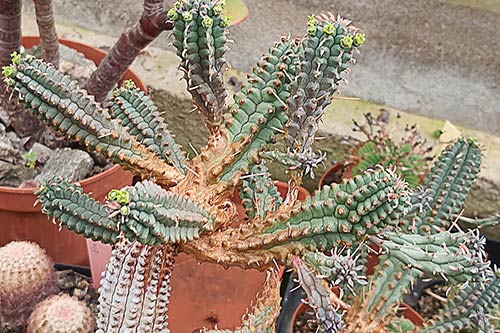 Euphorbia Euphorbia sp3 (mammillaris) s163719