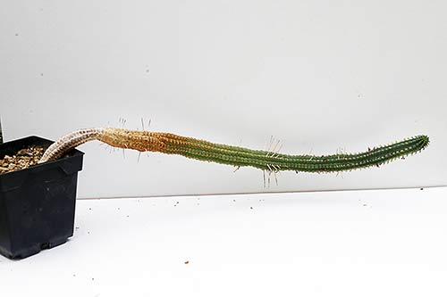 Euphorbia Euphorbia sp3 bis (mammillaris) img_1562